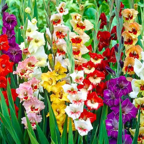 Kardvirág Garden Velvet színkeverék termék fotó 1 Kardvirág Garden Velvet színkeverék kép 1 termék 76257