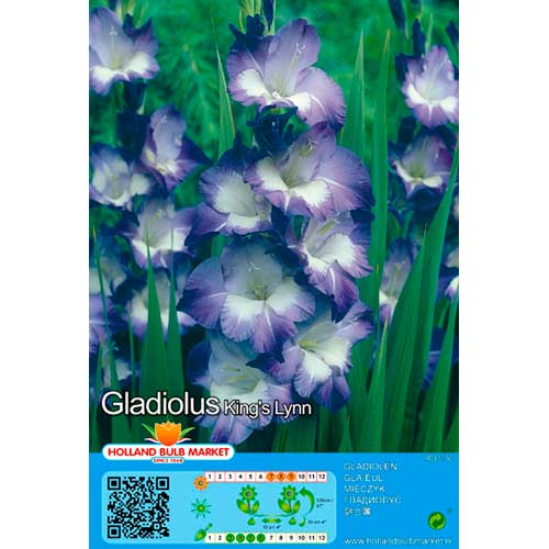 Kardvirág Kings Lynn kép 1 termék 76445