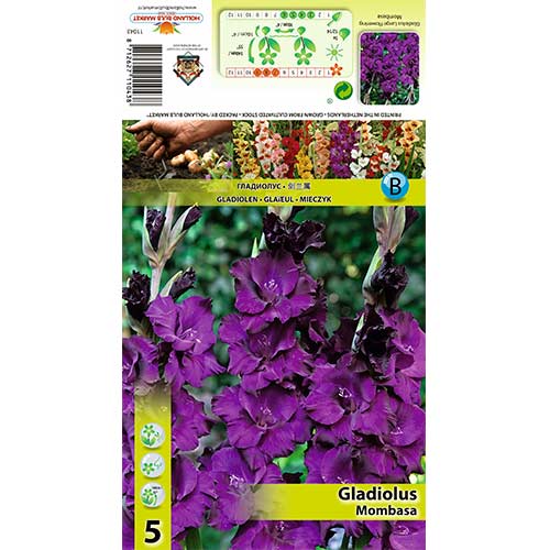 Kardvirág Mombasa kép 1 termék 70398