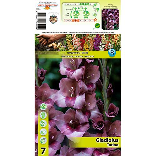 Kardvirág Torino kép 1 termék 70404