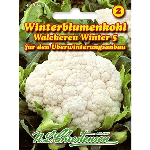 Karfiol Walcheren Winter 5 termék fotó 1 Karfiol Walcheren Winter 5 kép 1 termék 86026