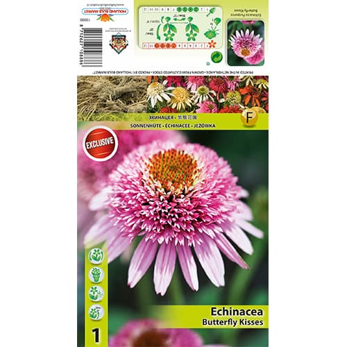 Kasvirág Butterfly Kisses kép 1 termék 77833