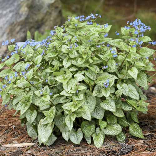 Kaukázusi nefelejcs (Brunnera) Silver Heart, C3 kép 1 termék 8510