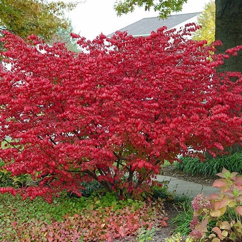 Kecskerágó alatus kép 1 termék 9121