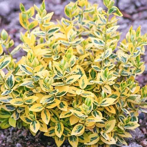 Kecskerágó Emerald'n Gold termék fotó 1 Kecskerágó Emerald'n Gold kép 1 termék 4434