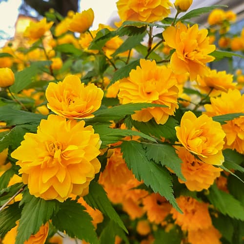 Kerria japonica Pleniflora, С2 termék fotó 1 Kerria japonica Pleniflora, С2 kép 1 termék 7785
