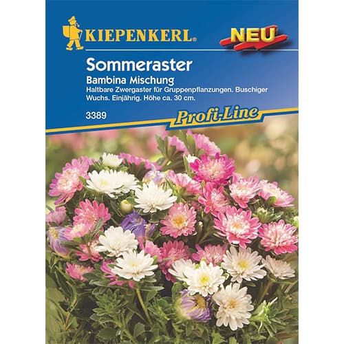 Kerti őszirózsa törpe Bambina, színkeverék kép 1 termék 87764