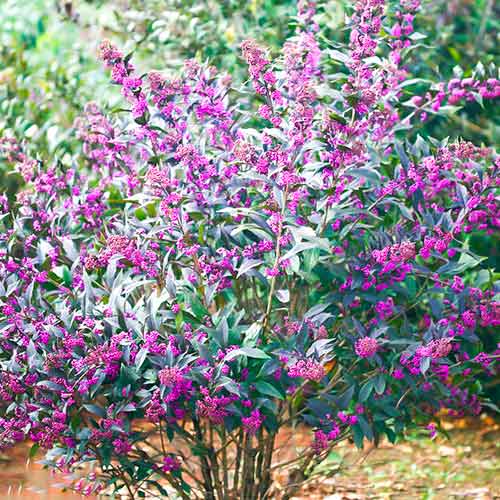 Kínai lilabogyó (Callicarpa) Pearl Glam termék fotó 1 Kínai lilabogyó (Callicarpa) Pearl Glam kép 1 termék 5589