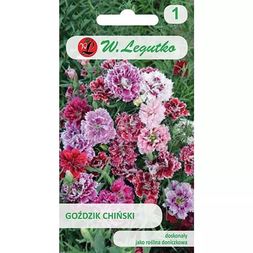 Kínai szegfű, színkeverék kép 1 termék 78564