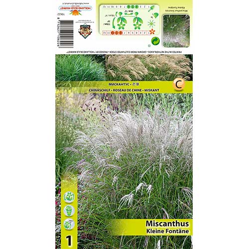 Kínai virágosnád (Miscanthus) Kleine Fontane termék fotó 1 Kínai virágosnád (Miscanthus) Kleine Fontane kép 1 termék 70442