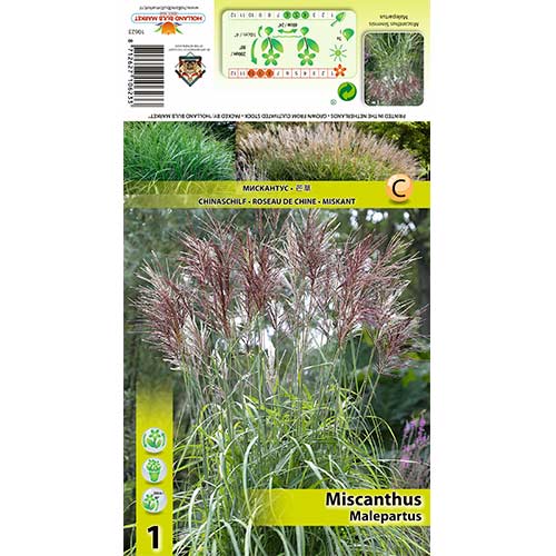 Kínai virágosnád (Miscanthus) Malepartus termék fotó 1 Kínai virágosnád (Miscanthus) Malepartus kép 1 termék 70443