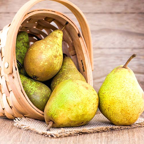 Körte Abate Fetel kép 1 termék 4306