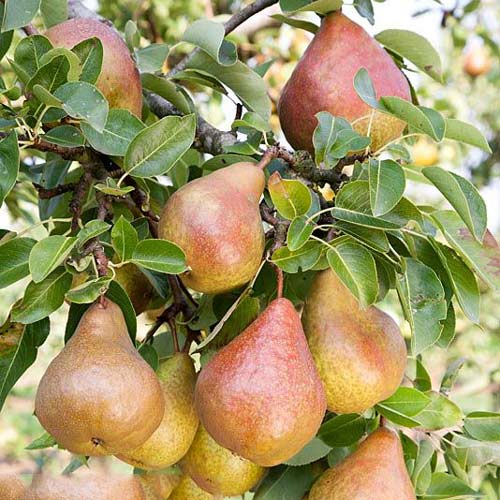 Körte Krystalia kép 1 termék 7951