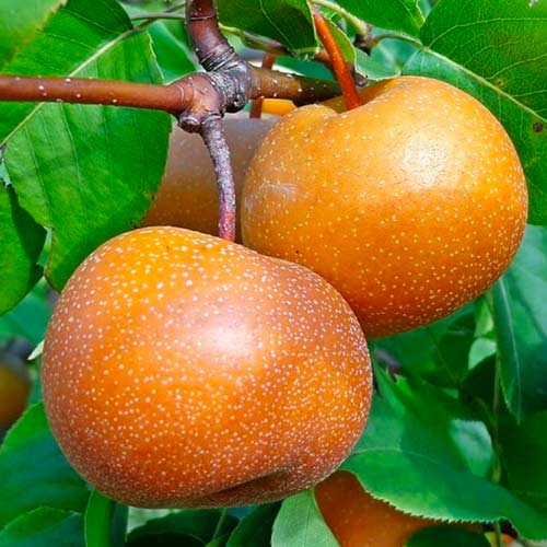 Körte Nashi kép 1 termék 1625