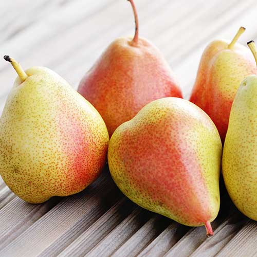 Körte Santa Maria, С2 kép 1 termék 4305