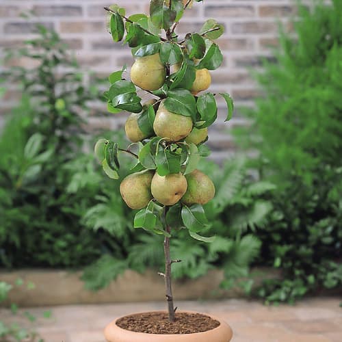 Körte oszlopos Condo kép 1 termék 1969