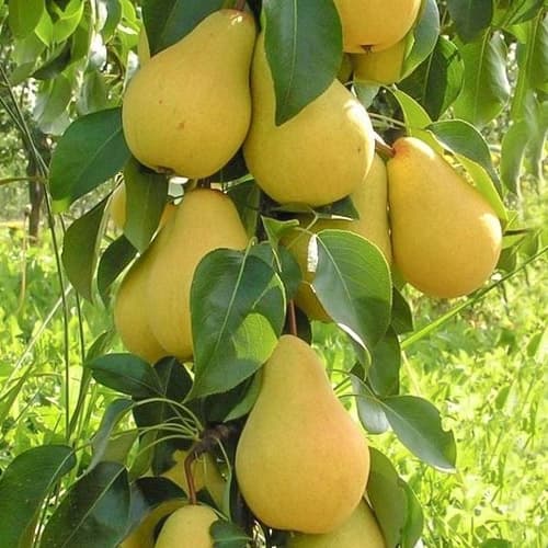 Körte oszlopos Decora, С2 kép 1 termék 1905