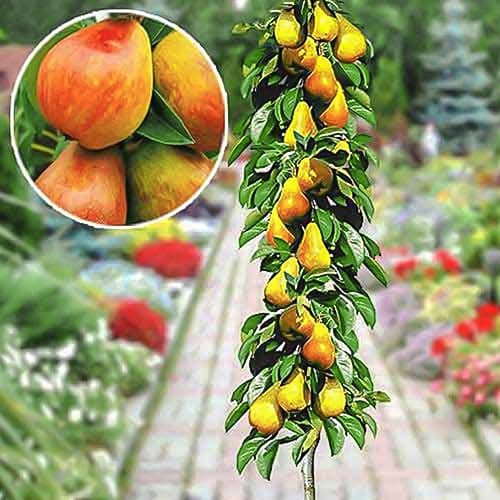 Körte oszlopos korai termék fotó 1 Körte oszlopos korai kép 1 termék 1904