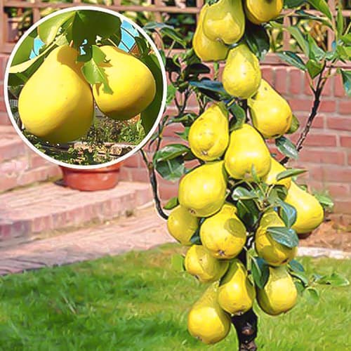 Körte oszlopos Saphira, С2 kép 1 termék 1941