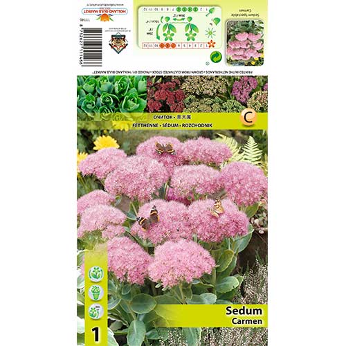 Kövér porcsin (Sedum) Carmen termék fotó 1 Kövér porcsin (Sedum) Carmen kép 1 termék 70485