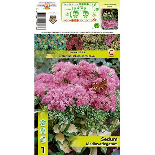 Kövér porcsin (Sedum) Mediovariegatum termék fotó 1 Kövér porcsin (Sedum) Mediovariegatum kép 1 termék 70486