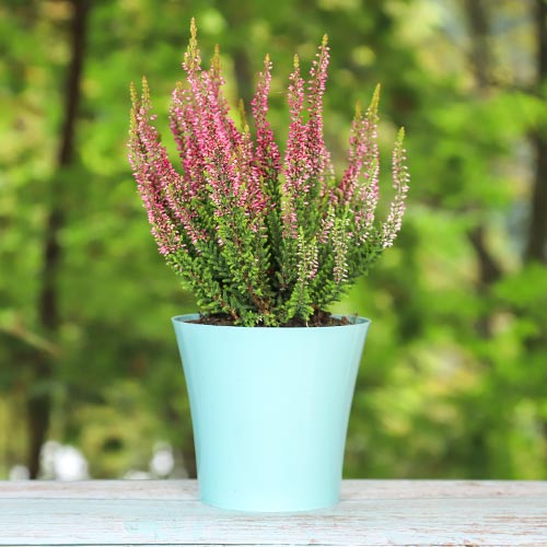 Közönséges hanga Athene kép 1 termék 5424