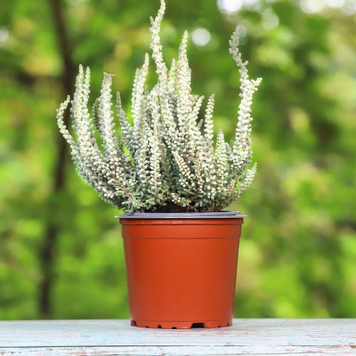 Közönséges hanga Betty kép 1 termék 5432