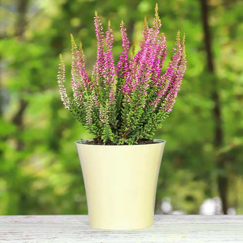 Közönséges hanga Dunja kép 1 termék 5437