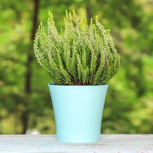 Közönséges hanga Elisa kép 1 termék 5438