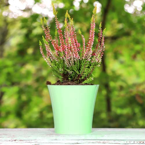 Közönséges hanga Franca kép 1 termék 5439