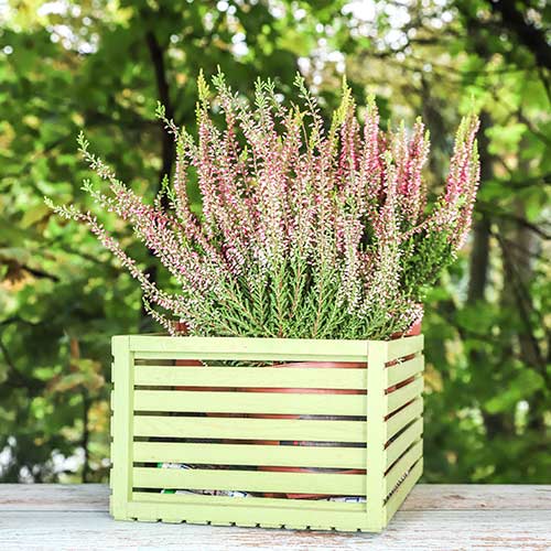 Közönséges hanga Lena kép 1 termék 5434