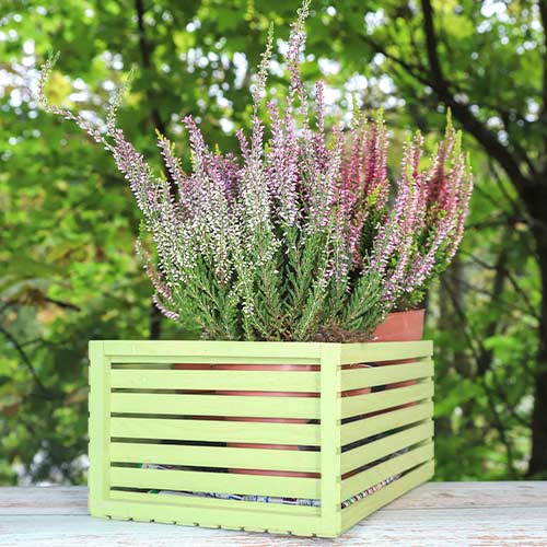 Közönséges hanga Lilli kép 1 termék 5435