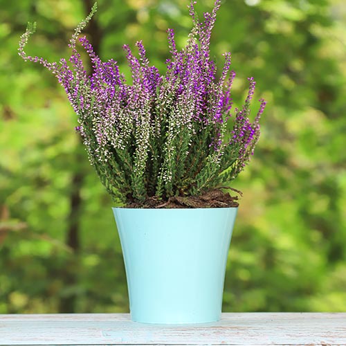 Közönséges hanga Lisabeth kép 1 termék 5423