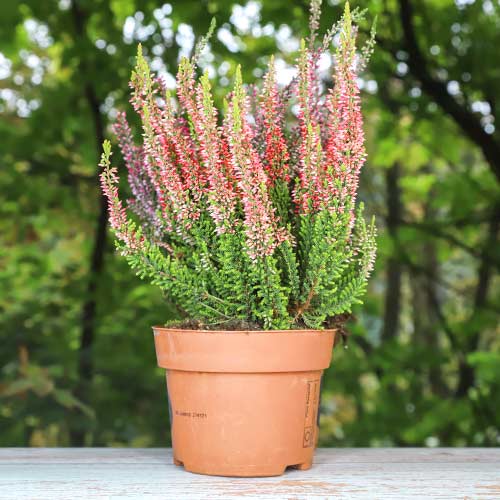 Közönséges hanga Martina kép 1 termék 5436