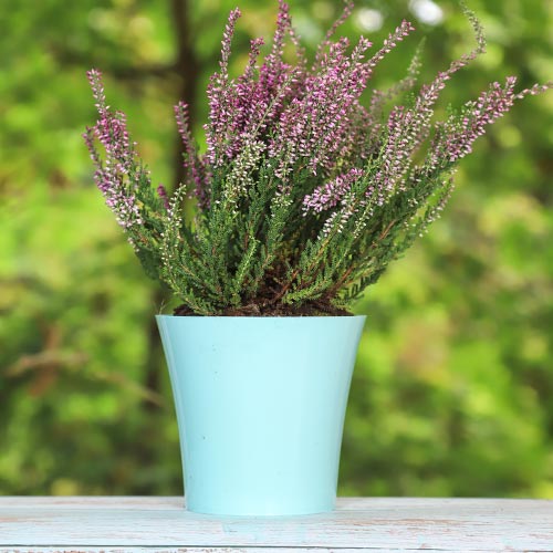 Közönséges hanga Pink Bettina termék fotó 1 Közönséges hanga Pink Bettina kép 1 termék 5433