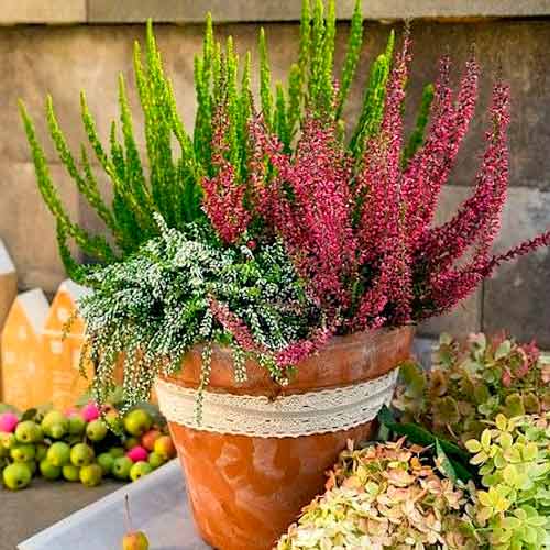 Közönséges hanga Trio Girls Athene/Elisa/Amethyst kép 1 termék 5896