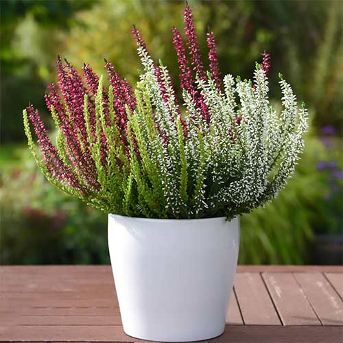 Közönséges hanga Trio Girls Athene/Hilda/Zelda kép 1 termék 5427