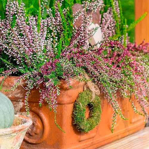 Közönséges hanga Trio Girls Hilda/Elisa/Amethyst kép 1 termék 5897