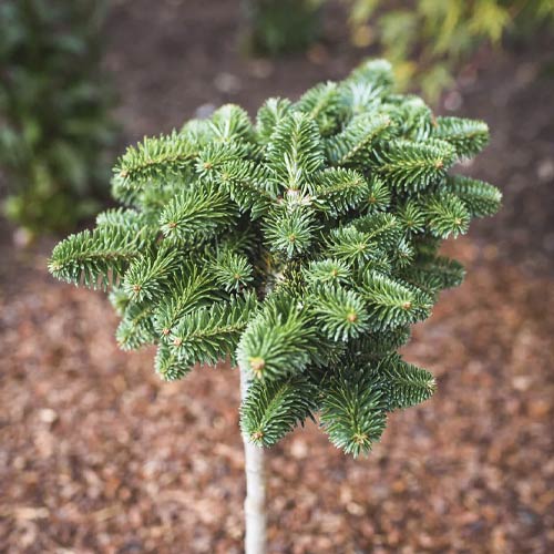 Koreai fenyő Forest Child, C4 kép 1 termék 8240