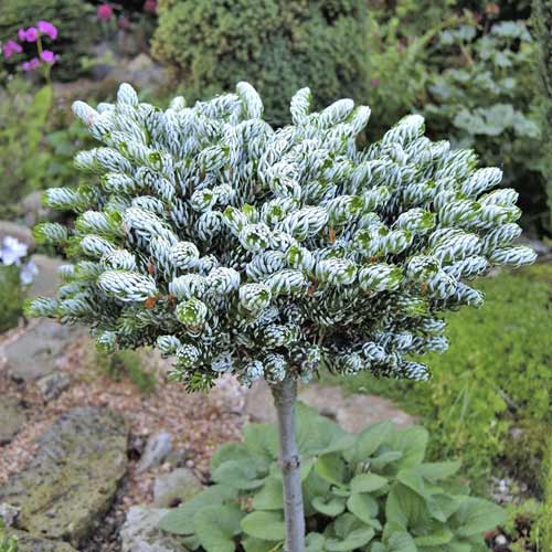 Koreai fenyő Kohout's Icebreaker ®, C4 termék fotó 1 Koreai fenyő Kohout's Icebreaker ®, C4 kép 1 termék 8241