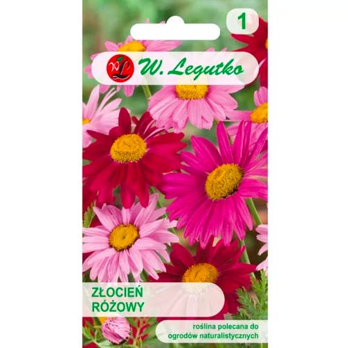 Krizantém rózsaszín, színkeverék Legutko kép 1 termék 50125