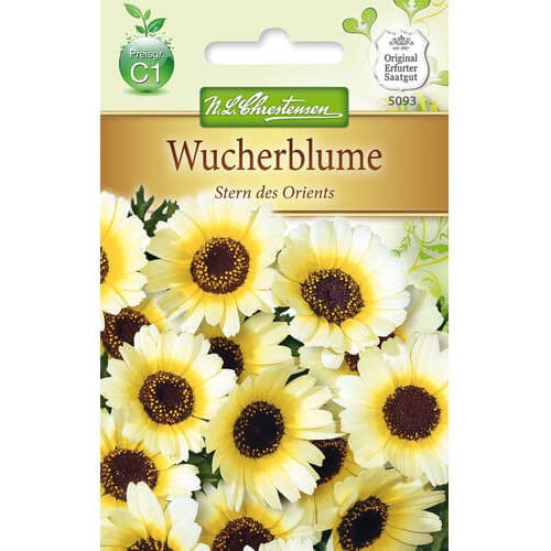 Krizantém Stern des Orients kép 1 termék 78900