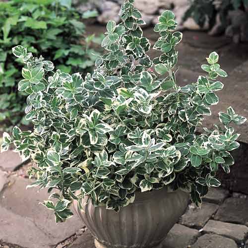 Kúszó kecskerágó (Euonymus) Emerald Gaiety, C2 kép 1 termék 8529
