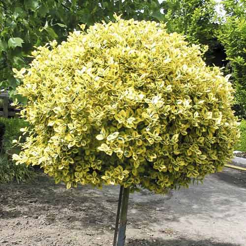 Kúszó kecskerágó(Euonymus) Emerald'n Gold, C4,5 kép 1 termék 7702