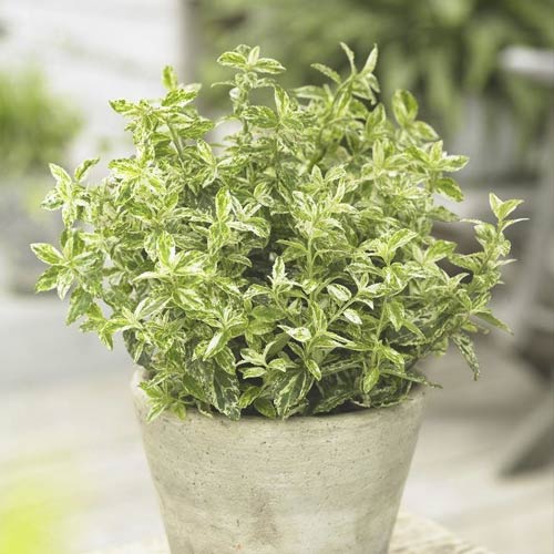 Kúszó kecskerágó (Euonymus) Golden Harlequin ® PBR, C2 termék fotó 1 Kúszó kecskerágó (Euonymus) Golden Harlequin ® PBR, C2 kép 1 termék 8530