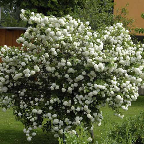 Labdarózsa Roseum, C3 kép 1 termék 8585