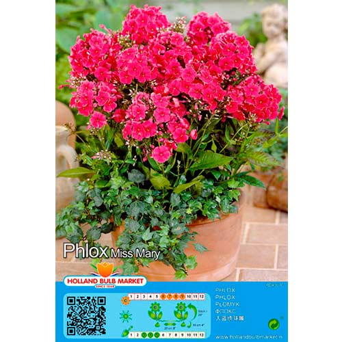 Lángvirág Miss mary kép 1 termék 76490