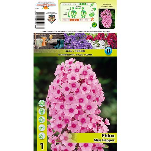 Lángvirág Miss Pepper kép 1 termék 70446