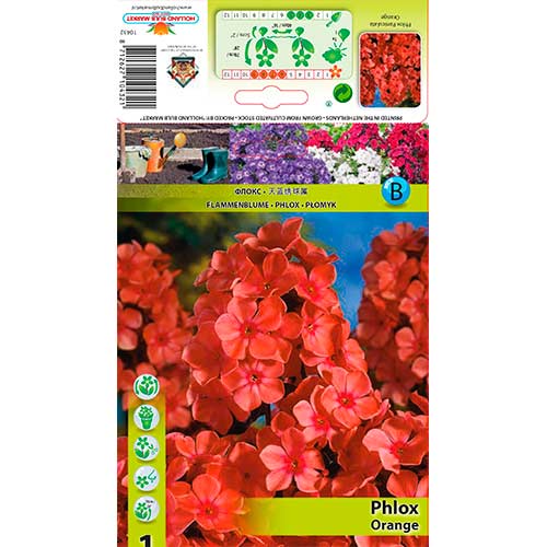 Lángvirág Paniculata Orange termék fotó 1 Lángvirág Paniculata Orange kép 1 termék 76617