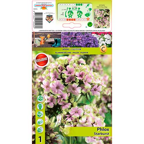 Lángvirág Starburst kép 1 termék 76349